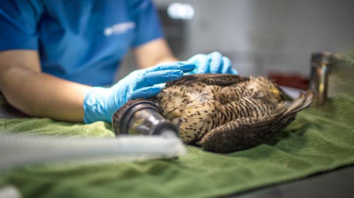 Veterinarios curando una ave.