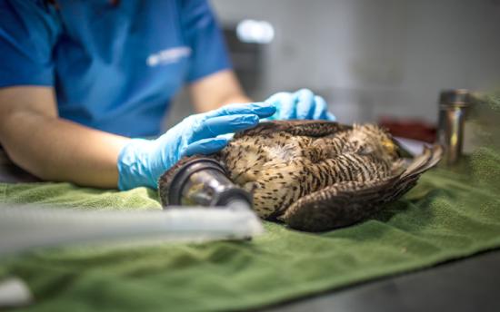 Veterinarios curando una ave.